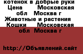 котенок в добрые руки › Цена ­ 1 - Московская обл., Москва г. Животные и растения » Кошки   . Московская обл.,Москва г.